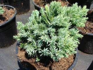 JUNIPERUS squamata 'Blue star' AT