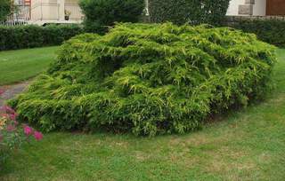 Genévrier - JUNIPERUS media 'Old gold' - Conifère nain