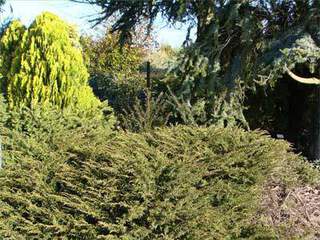 Juniperus communis Repanda