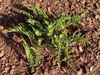 Juniperus sabina Tamarisif