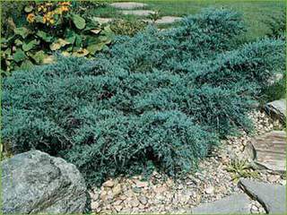 Juniperus virginiana `Grey-