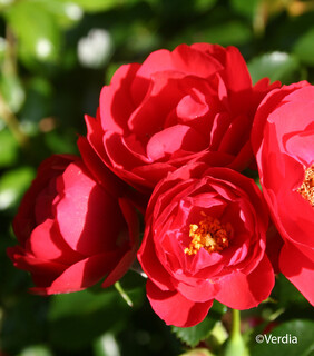 Rosier paysager décorosier - ROSIER 'Kadora' - Rosier