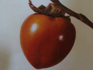 Plaqueminier / Diospyros kaki - KAKI du Japon - Arbre fruitier