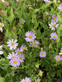 Kalimeris 'blue star'
