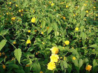 Corète - KERRIA japonica 'Pleniflora' - Arbuste