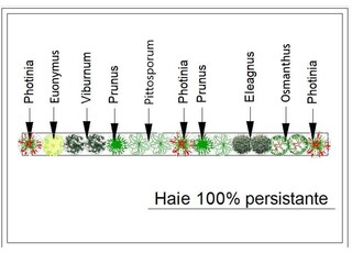  - Kit de haie : Haie 100% persistante - 15 plants - Kit haie