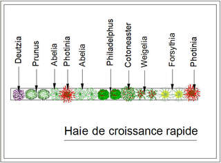  - Kit de haie : Haie croissance rapide - 15 plants - Kit haie