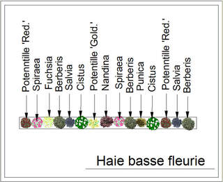  - Kit de haie : Haie basse fleurie - 15 plants - Kit haie basse