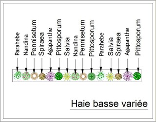 - Kit de haie : Haie basse variée - 15 plants - Kit haie basse