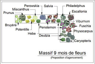  - Kit de massif : 9 mois de fleurs - 30 plants - Massifs