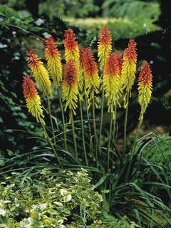 Tritoma - KNIPHOFIA 'Royal Standard' - Vivace