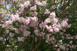 KOLKWITZIA amabilis 'Pink Cloud'