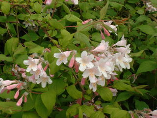 Buisson de beauté - KOLKWITZIA amabilis 'Pink cloud' - Arbuste