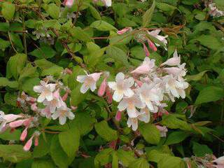 Kolkwitzia, Buisson de beauté - KOLWITZIA amabilis 'Pink cloud' - Arbuste