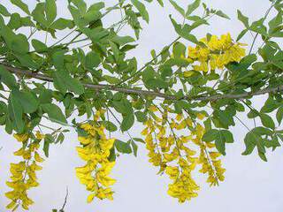 Cytise - LABURNUM anagyroides - Petit arbre