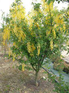 LABURNUM Vossi  3