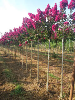 Lagerstroemia Braise d'été