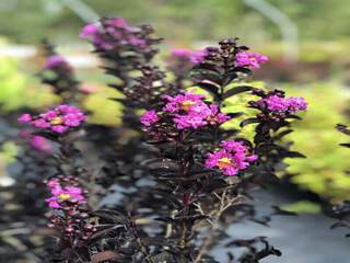 LAGERSTROEMIA indica 'Black solitaire' purely purple