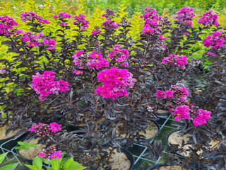 Lilas des Indes - LAGERSTROEMIA indica 'Black solitaire® purely purple' - Arbuste