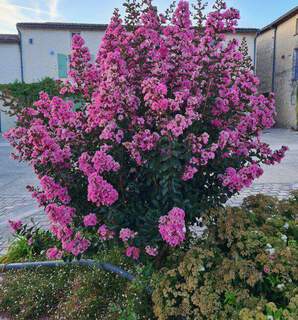 Lagerstroemia indica Rose indien