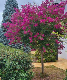 Lagerstroemia indica Violet d'été (2)