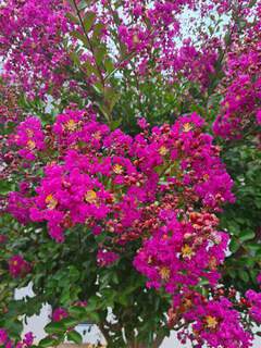 Lagerstroemia indica Violet d'été