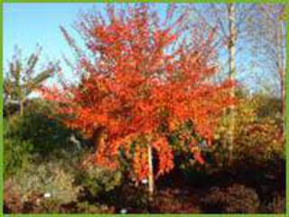 Lagerstroemia