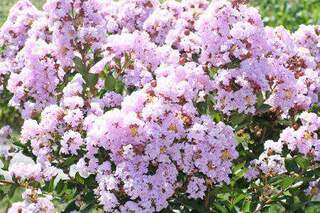 Lilas des indes - LAGERSTROEMIA indica 'Camaïeu d'été' - Petit arbre