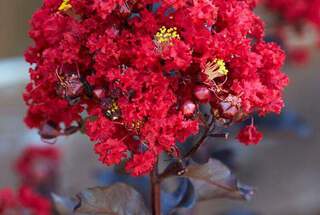 Lilas des indes - LAGERSTROEMIA indica Black Solitaire® 'Red Hot' - Arbuste
