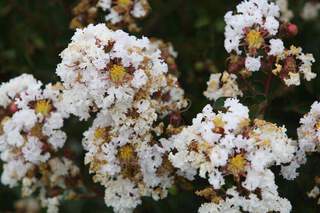Lilas des indes - LAGERSTROEMIA indica 'Neige d'été' - Petit arbre