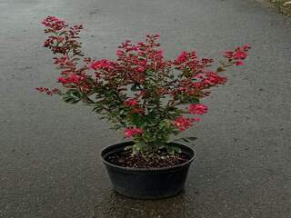 Lilas des Indes - LAGERSTROEMIA indica 'Red imperator' - Arbuste