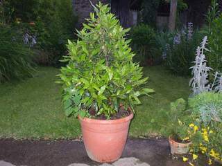 Laurier sauce - LAURUS nobilis - Arbuste