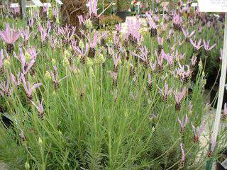 Lavande papillon - LAVANDULA stoechas pedunculata - Arbuste