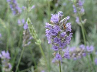 Lavande bleu naine - LAVANDULA angustifolia 'Dwarf blue' - Arbuste