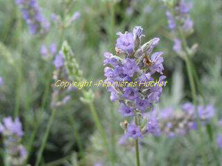 LAVANDULA Dwarf Blue