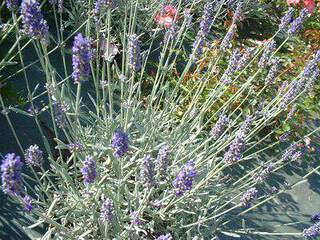 Lavande 'Richard Grey' - LAVANDULA chaytoriae 'Richard Grey' - Arbuste