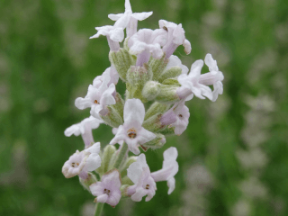 LAVANDULA 'Rosea''