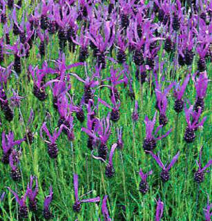 Lavande papillon - LAVANDULA stoechas 'Dark Royalty' - Arbuste