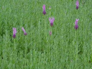 Lavandula Stoechas 'the princess' (2).JPG