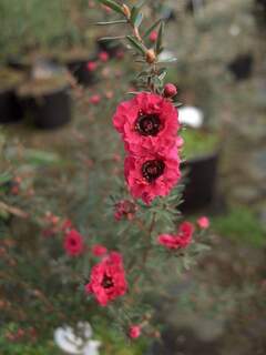 leptospermum Winter cheer