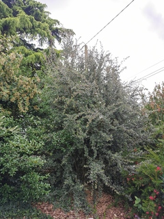 leptospermum lanigerum silver sheen