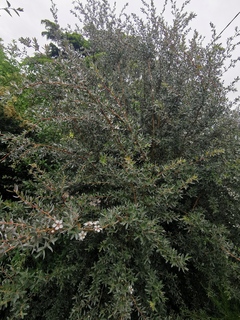 leptospermum lanigerum silver sheen