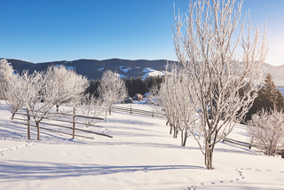 Les plantes hivernales