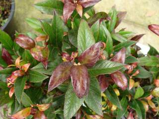 LEUCOTHOE fontanesiana 'Red Leaf'