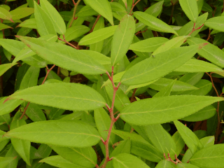 LEUCOTHOE 'Lovita''