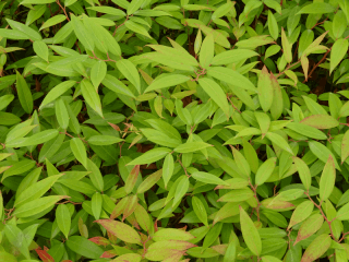 Leucothoe 'Lovita' - LEUCOTHOE 'Lovita®' - Arbuste