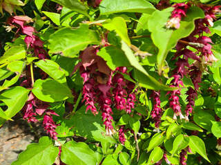 Leycesteria formosa