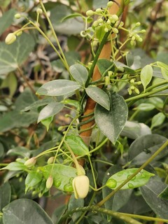 Holboellie - HOLBOELLIA 'latifolia' - Plante grimpante