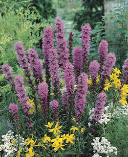 Liatris spicata