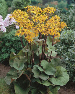 Ligularia dentata